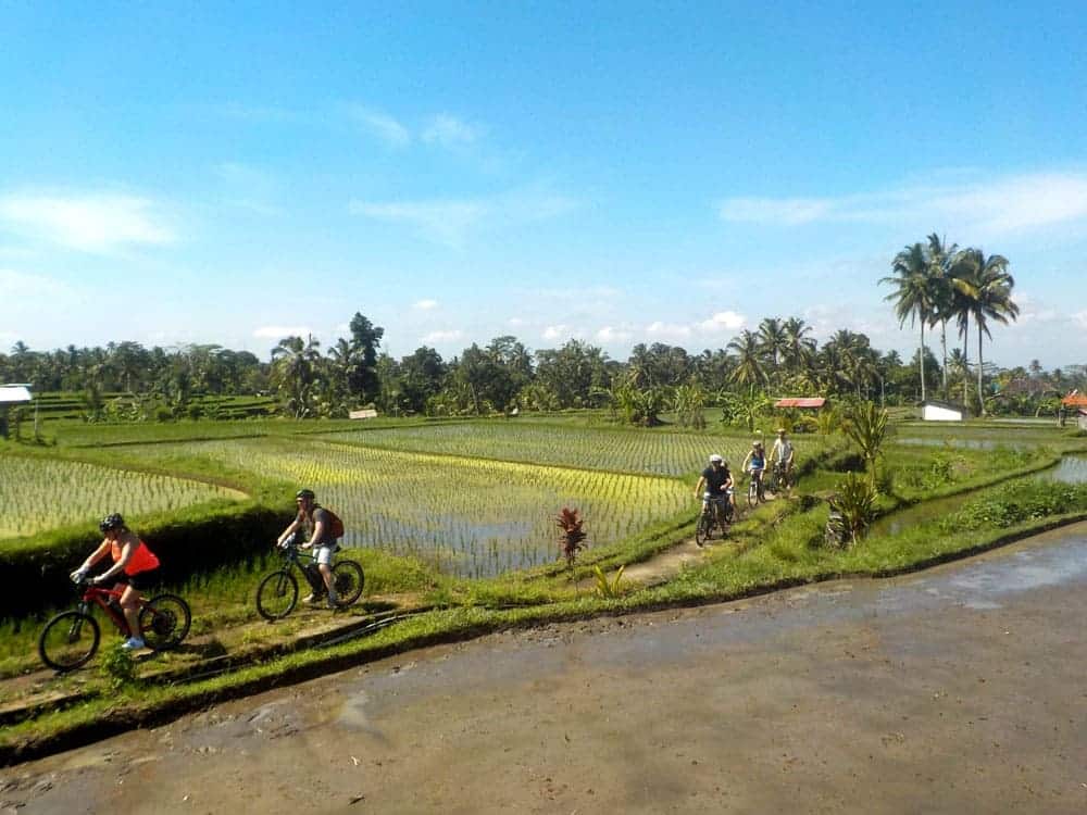 Rice Field Path