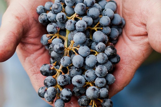 Private Wine Tour Vineyard