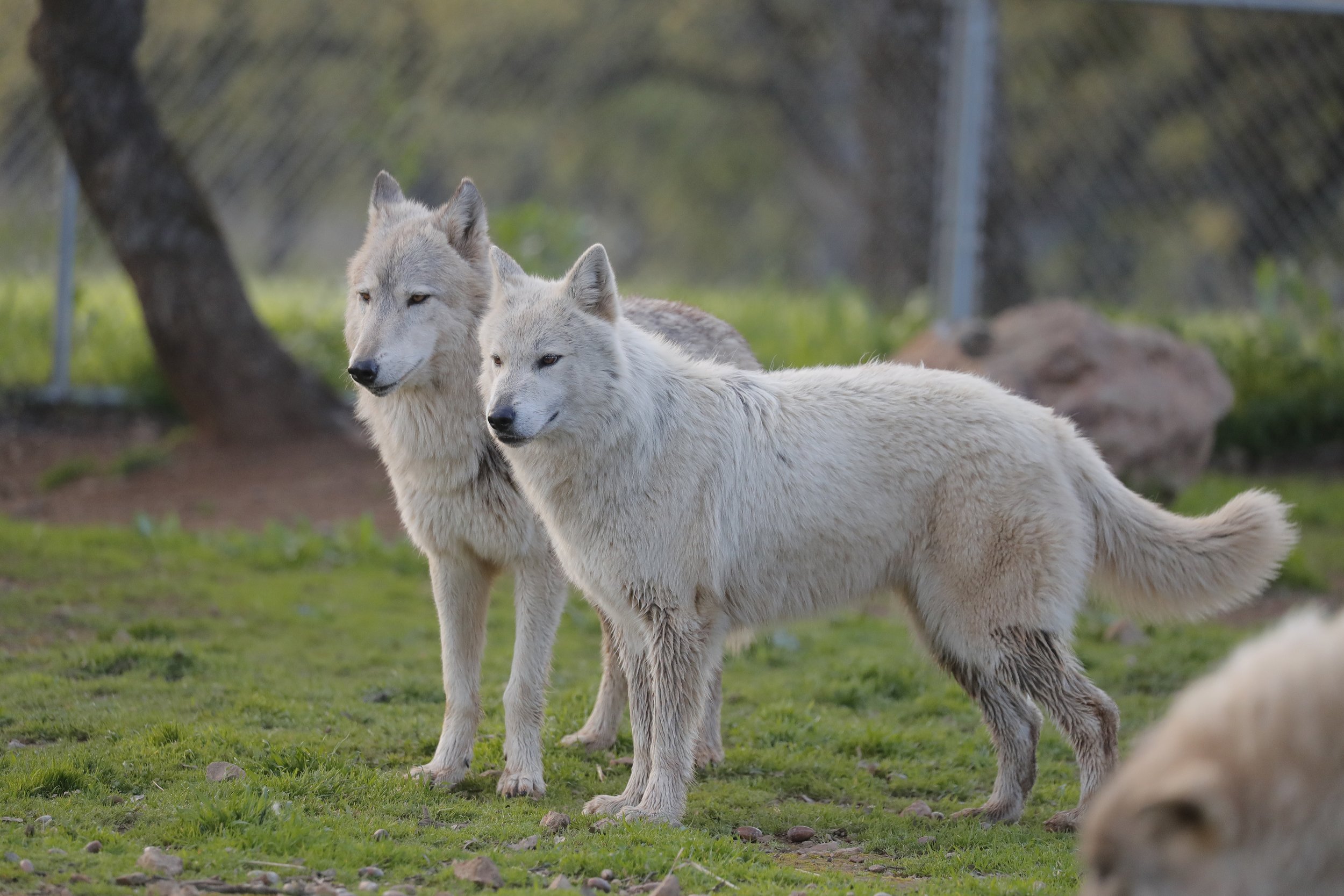 Wolf Experience Group Tour
