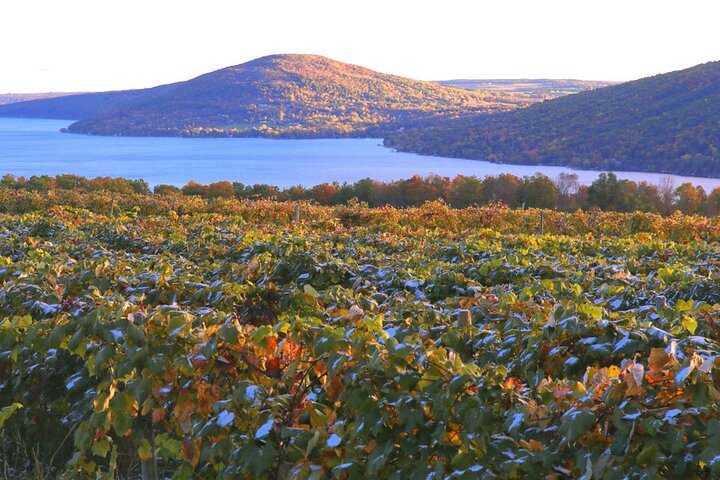 Canandaigua Wine Trail Vineyard