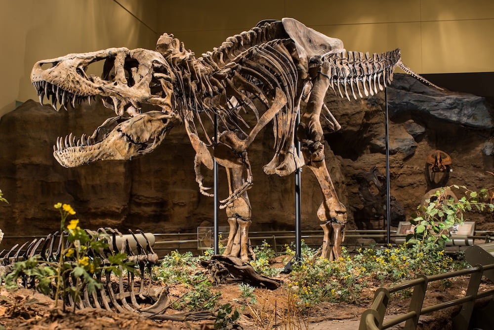 Natural History Museum