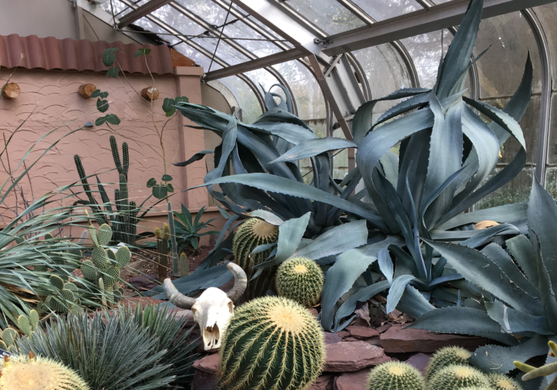Lamberton Conservatory Plants