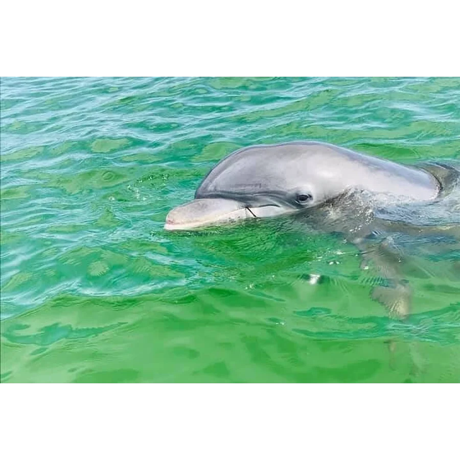 fun things to do in pensacola fl