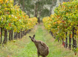 Wine Tasting Australia