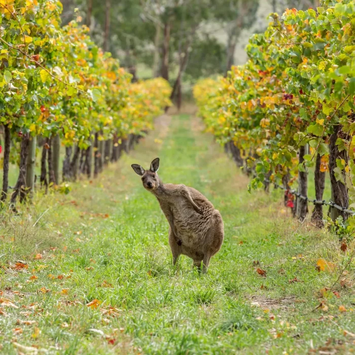 Wine Tasting Australia
