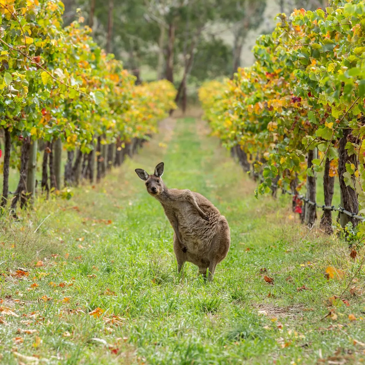 Wine Tasting Australia