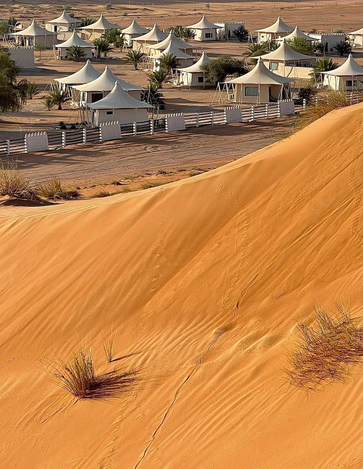 Desert Nights Camp Tent