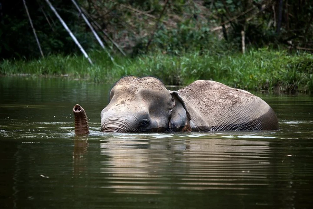 Ethical Elephant Sanctuary