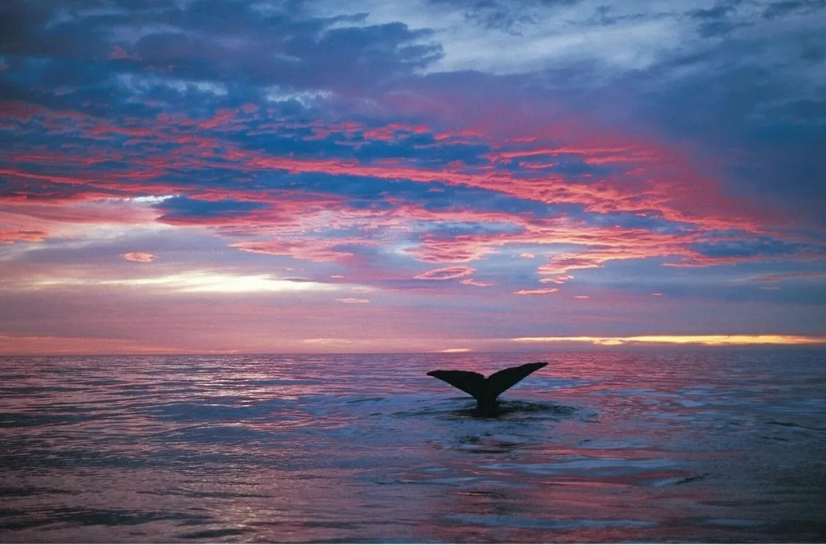 The Anchor Inn Beachfront Motel Kaikoura Room