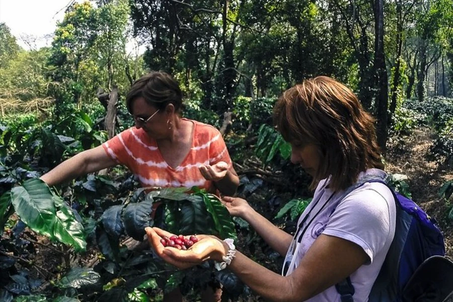 Classic Coorg Coffee Cherry
