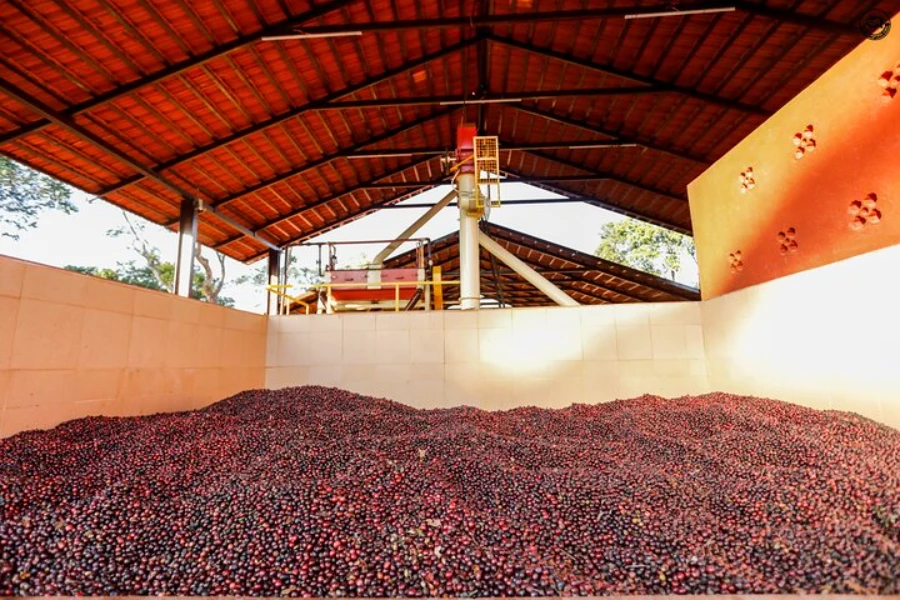 Classic Coorg Tasting