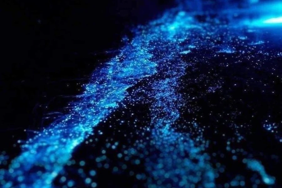 Stargazing and Bioluminescence