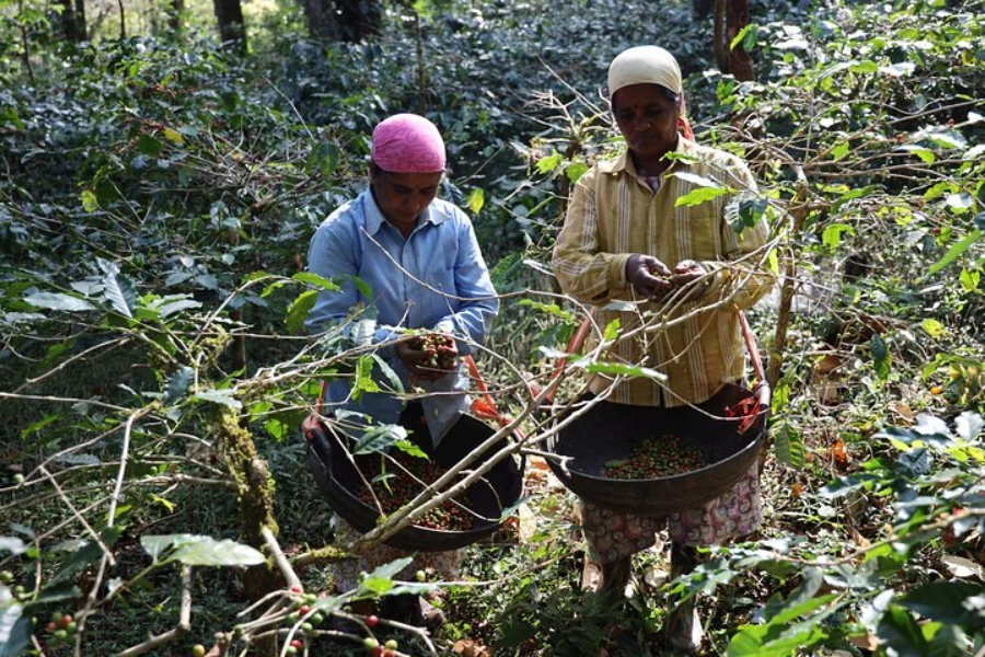 Mercara Gold Coffee Cherries