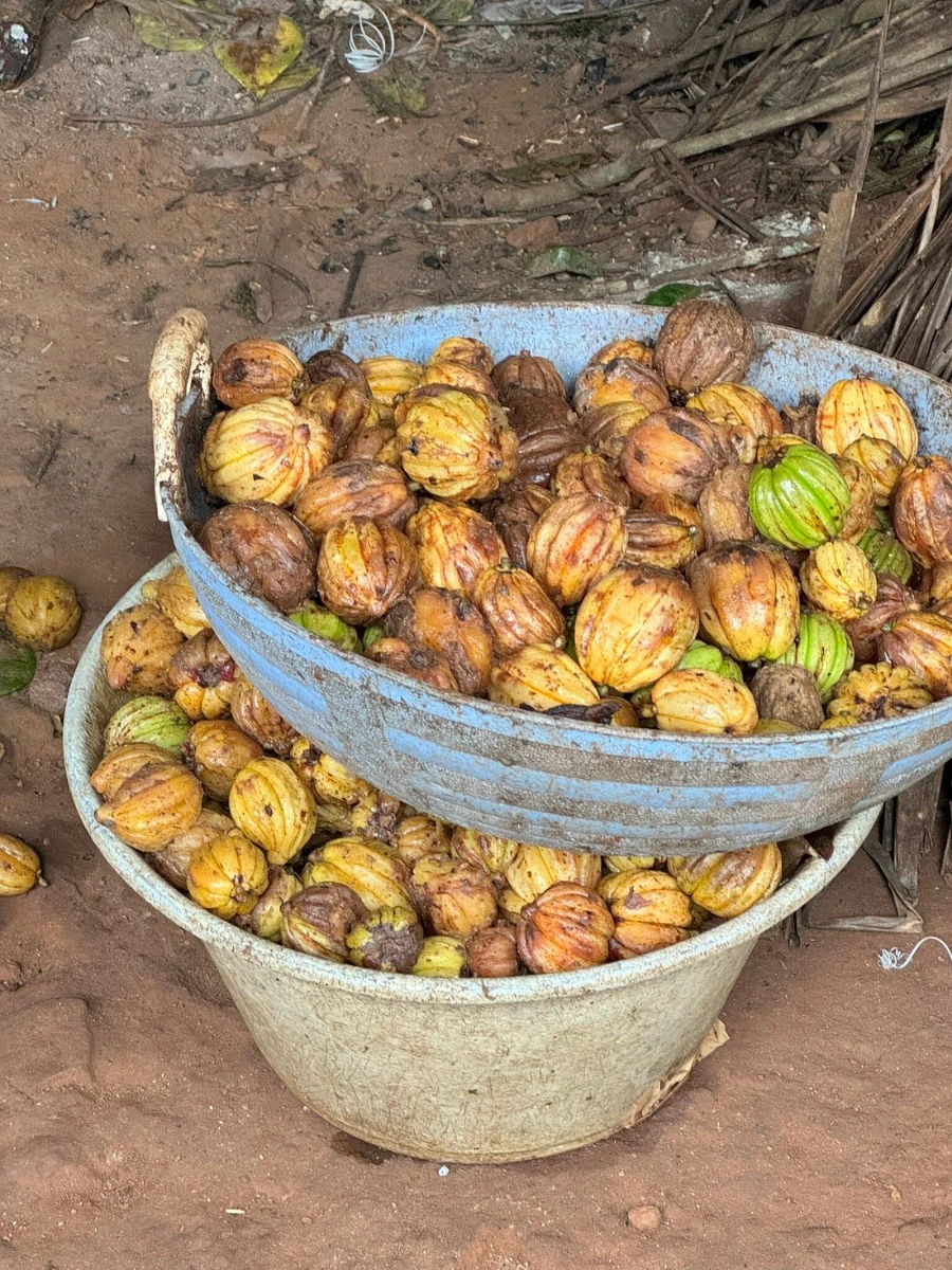 Mercara Gold Tasting