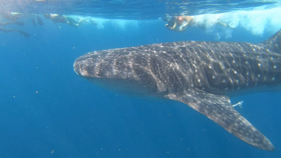 Whale Shark and Snorkeling Adventure