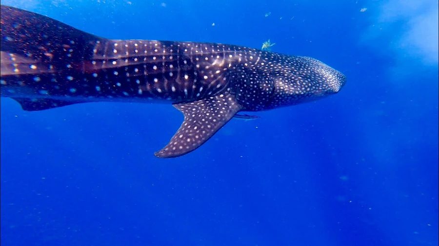 Whale Shark and Snorkeling Adventure
