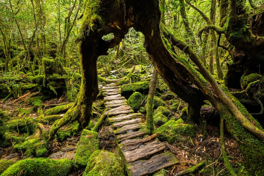 Yakushima, Japan