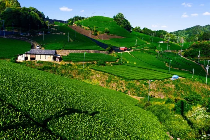 Matcha Experiences in Japan