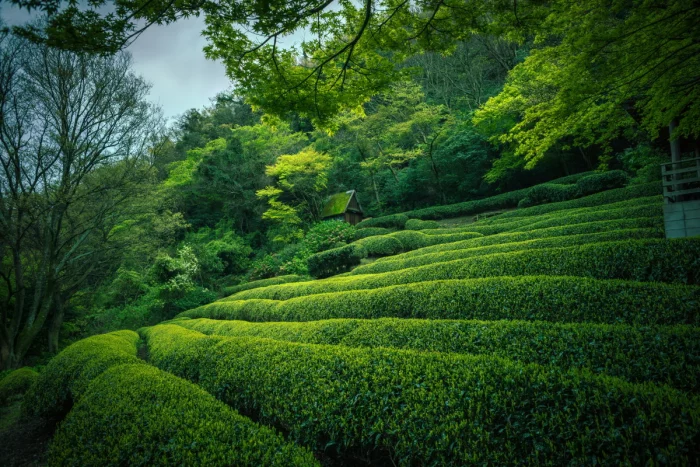 Matcha Experiences in Japan in Uji