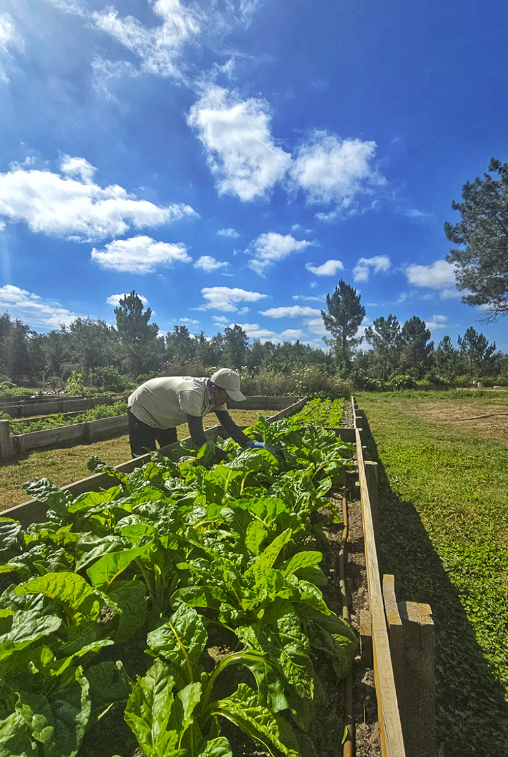 Craveiral Farmhouse Portugal harvest guest farm activity vegetable orchard