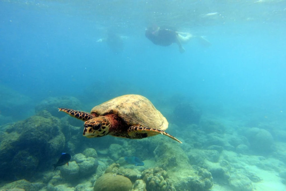 Gili Lankanfushi house reef marine biologist EarthCheck Gold