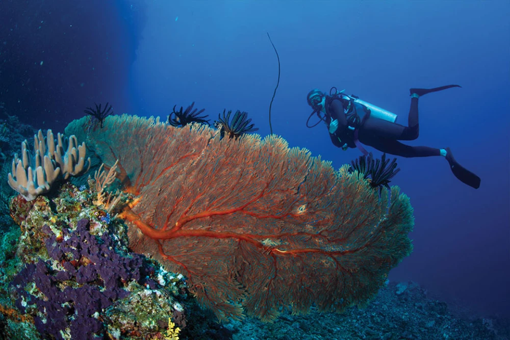 Jean-Michel Cousteau Resort Savusavu Fiji reef dive Soft Coral Capital