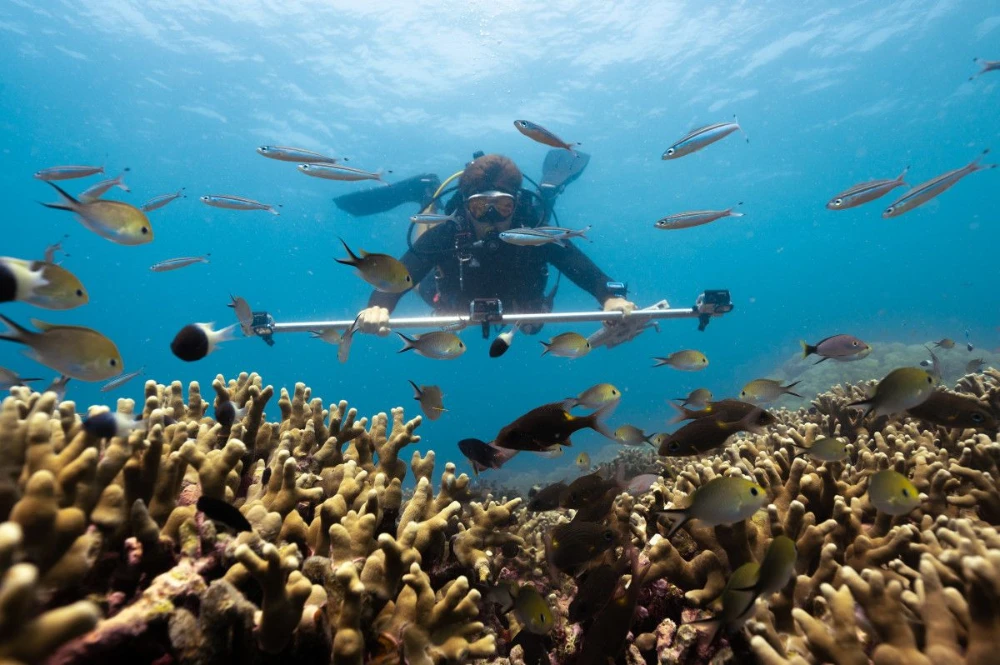Six Senses Laamu coral planting reef monitoring dive Maldives