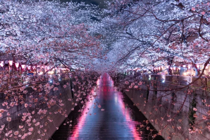 Cherry Blossoms in Tokyo Night Viewing